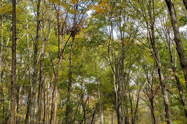 Fall HIking in Lord Sitrling Park