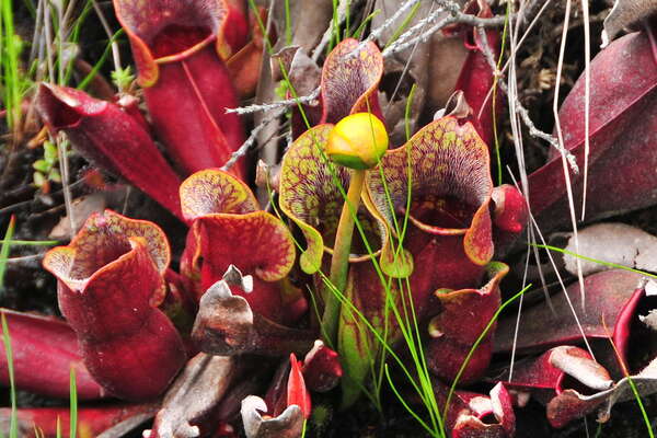 Pitcher Plants