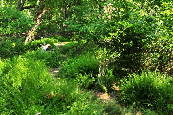 Trail between Hospital Rd and the Group Campground