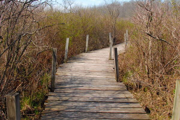 Trails in Lord Stirling Park