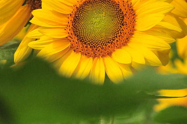 I can squish your head from here