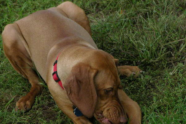 Thompson Park Dog Park Monmouth County