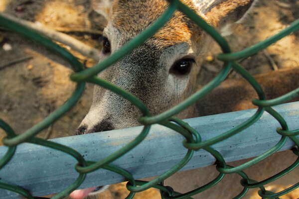 Animal Haven in Thompson Park