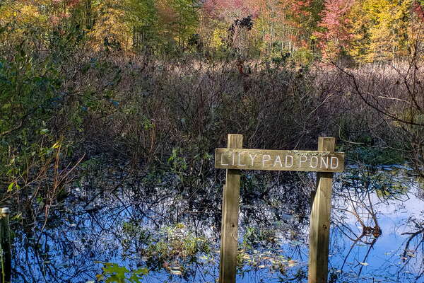 Fall HIking in Lord Sitrling Park