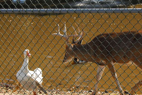 Animal Haven in Thompson Park