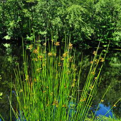 Bear Swamp Natural Area