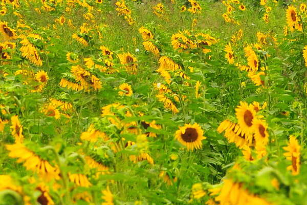 Prof photographer here for you