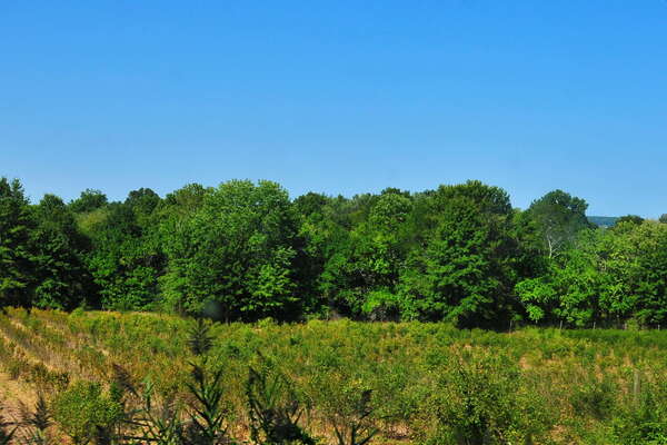 Scenic ride on the Black River and Western Railroad