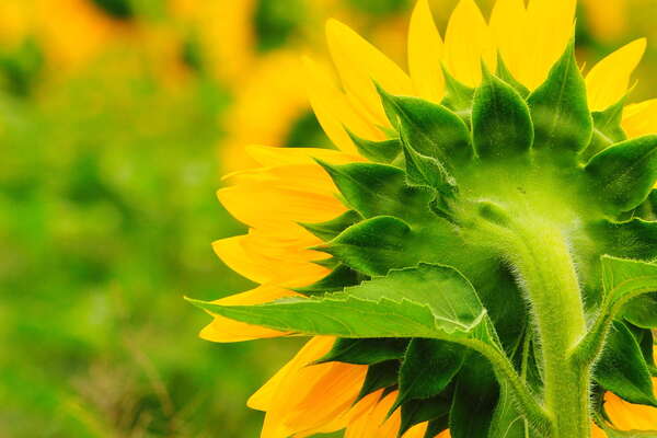 Always Facing East..