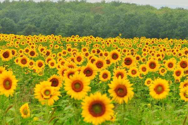 Tall .. short .. big .. small ..