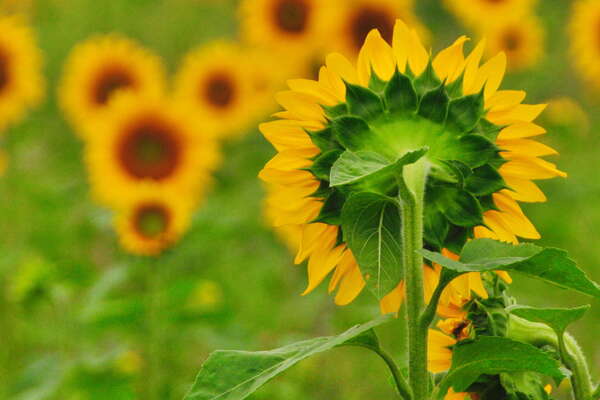 Always a bit different