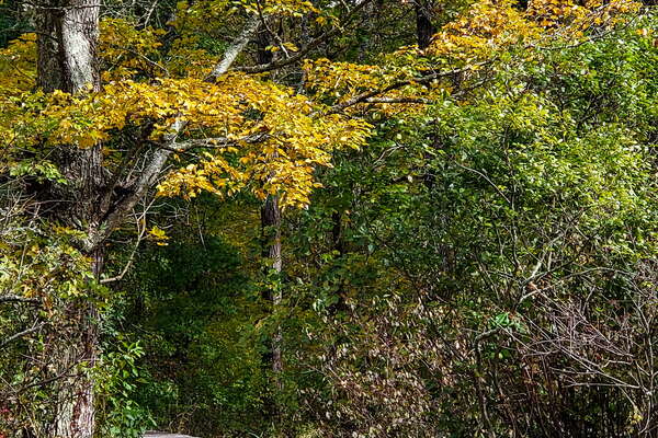 Fall HIking in Lord Sitrling Park