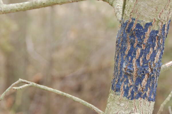 Trail markers mean we can hike here?