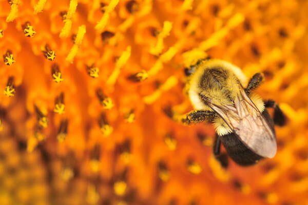 Bumble Bees Abound 2