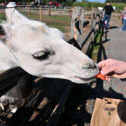 Pumpkin Picking and feeding the animals in Atlantic Farm - 10/17/2010