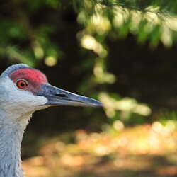 Cape May County Park and Zoo