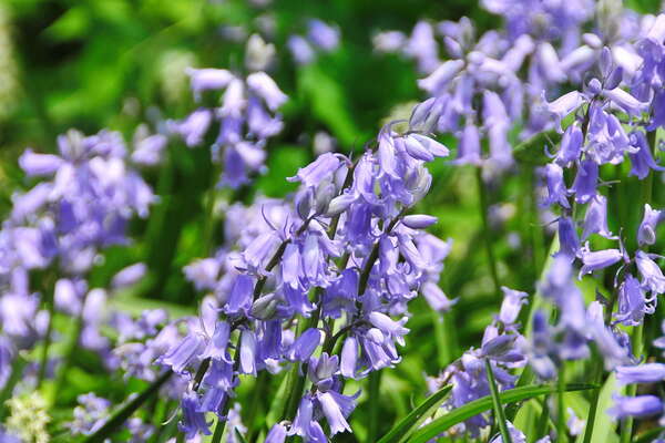 Morven Museum & Garden