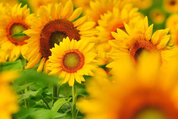 Sunflowers at the Sussex County Sunflower Maze