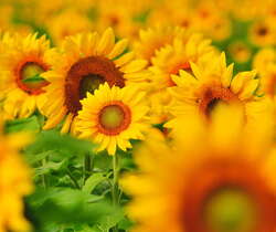 Explore the Sunflower and Corn Mazes of New Jersey! (2018)