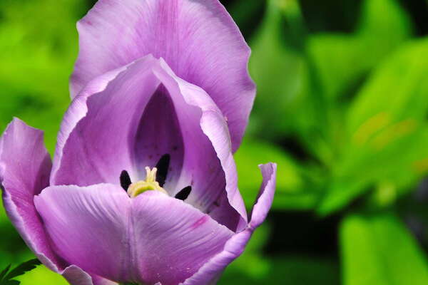 Morven Museum & Garden