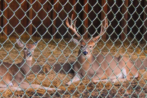 Animal Haven in Thompson Park
