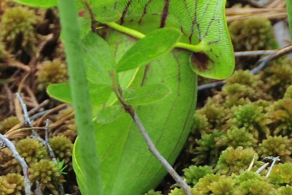 Pitcher plant