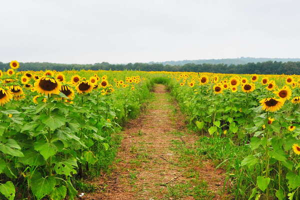 Syssex County Sunflower Maze at Liberty Farm