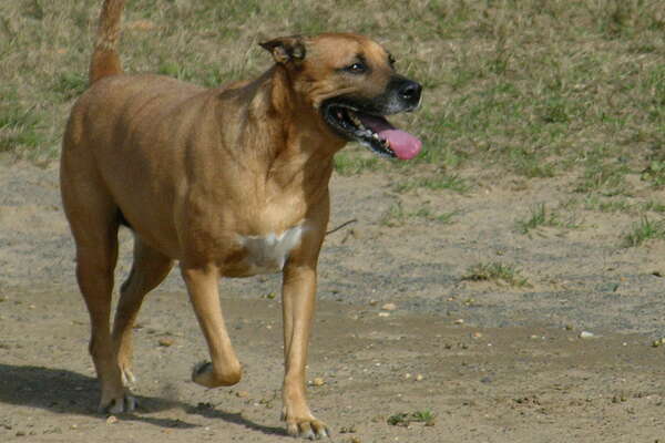 Thompson Park Dog Park Monmouth County