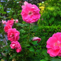 Photos Of: Frelinghuysen Arboretum - June 2014 - 06/17/2014