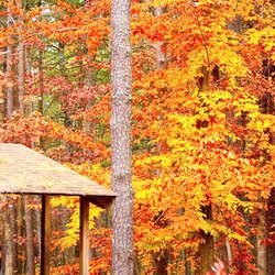 Turkey Swamp Park Campground