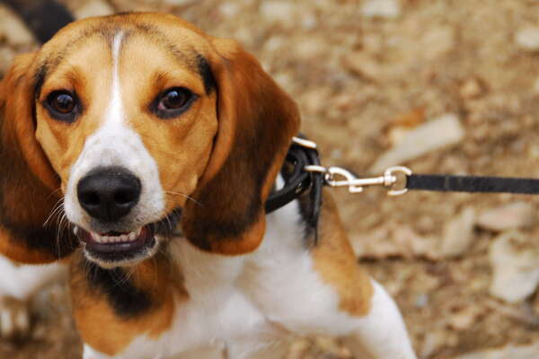 Glen Onoko Falls and Access Point