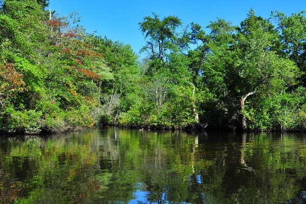 A small cover in Forge Pond