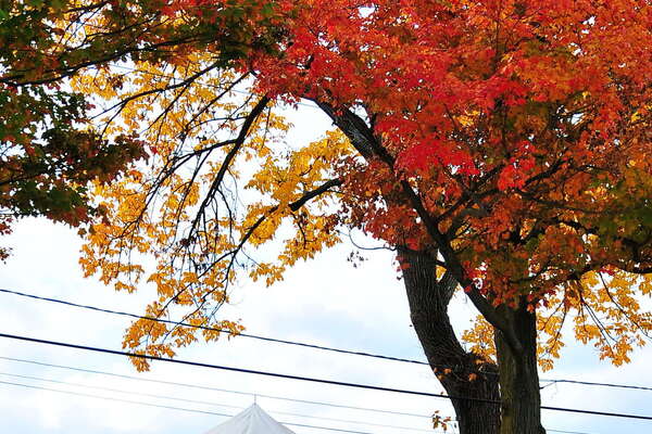 Snyders Farm Fall Festival - 2015