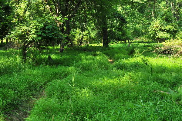 Trails near the Manasquan River (near group camping)
