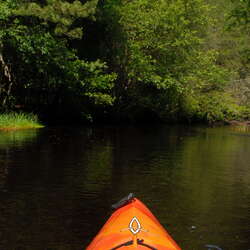 Wharton State Forest