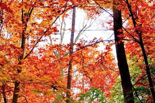 Turkey Swamp in the Fall