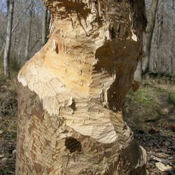 Photos of: Mercer County Park -- Wildlife - 03/15/2012