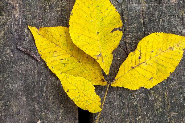 Fall HIking in Lord Sitrling Park