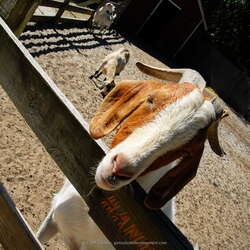 Popcorn Park Animal Refuge