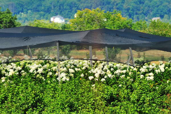 Scenic ride on the Black River and Western Railroad