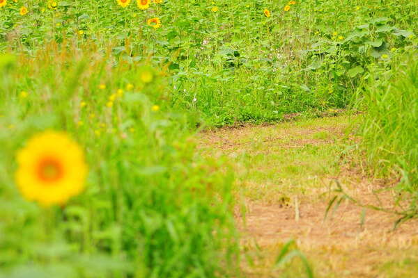 The path, and some new growth