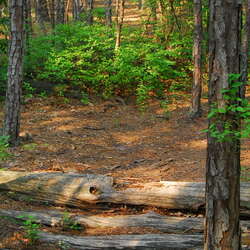 Photos Of: Estell Manor Park - Trails - 06/26/2009