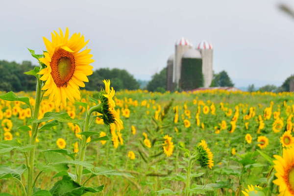 Sunflower Farming..