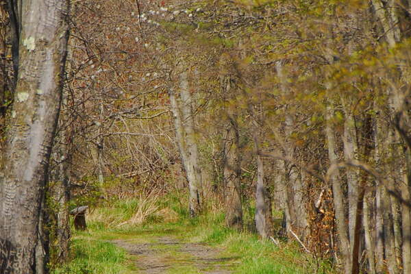 Trails in Lord Stirling Park