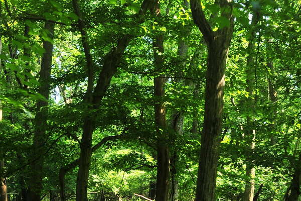 Trails near the Manasquan River (near group camping)