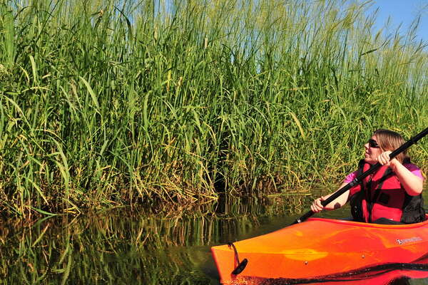 Tall reeds surround the pond in summer