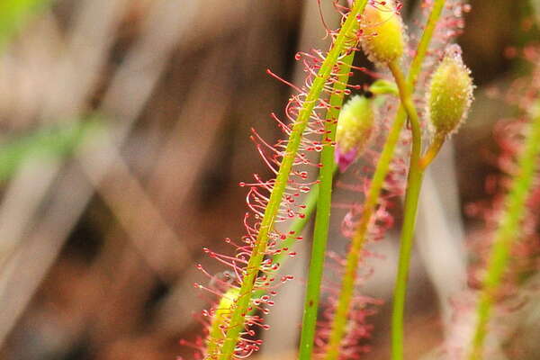 Drosera x hybrida