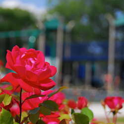 Photos Of: Arrowhead Park (2009) - 08/18/2015