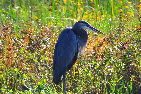 Birds Birds everywhere..
