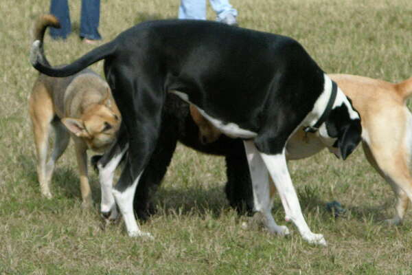 Thompson Park Dog Park Monmouth County